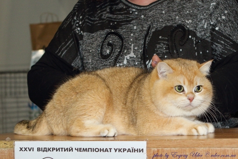 IMG_1335-copy