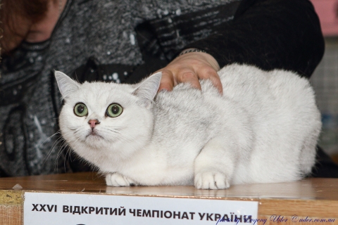 IMG_1394-copy